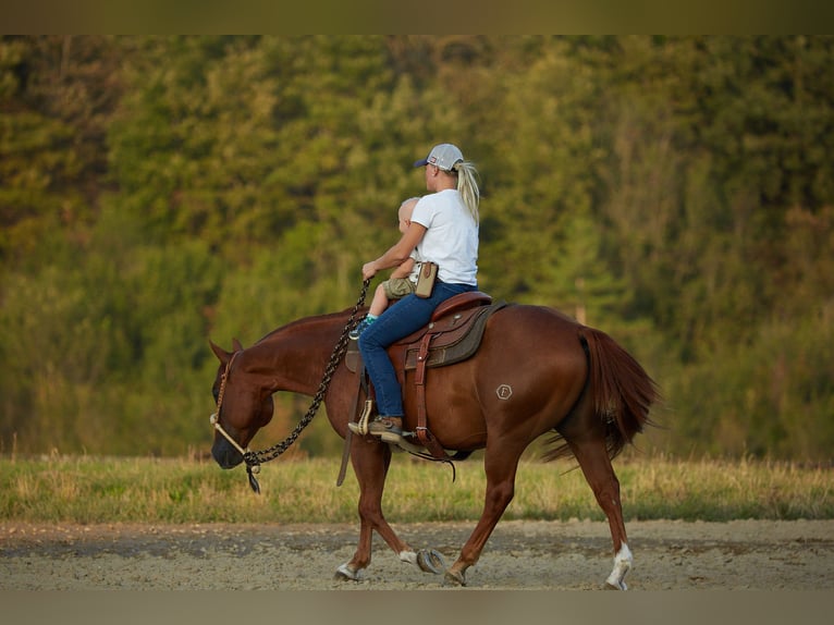 American Quarter Horse Gelding 8 years 14,3 hh Chestnut-Red in München