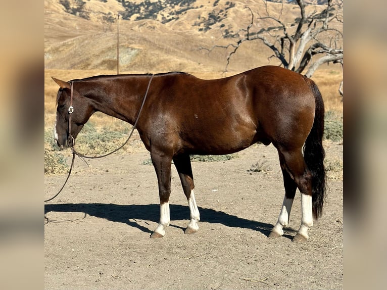 American Quarter Horse Gelding 8 years 14,3 hh Chestnut in Bitterwater CA