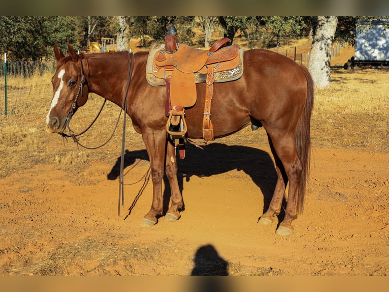 American Quarter Horse Gelding 8 years 14,3 hh Chestnut in Valley Springs CA