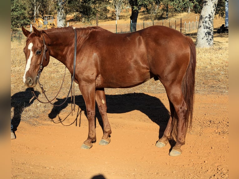 American Quarter Horse Gelding 8 years 14,3 hh Chestnut in Valley Springs CA