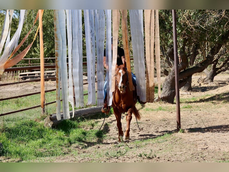 American Quarter Horse Gelding 8 years 14,3 hh Chestnut in Valley Springs CA