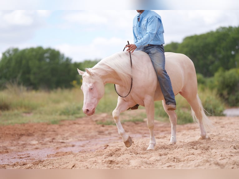 American Quarter Horse Gelding 8 years 14,3 hh Cremello in Canyon, TX
