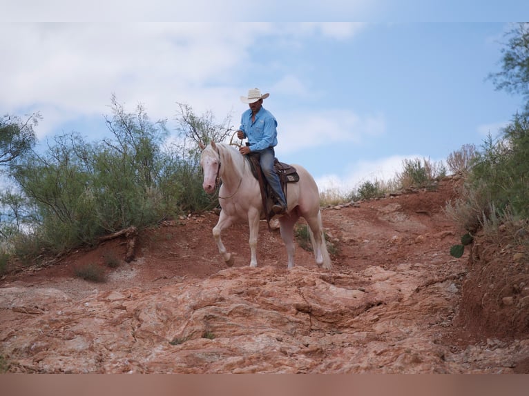 American Quarter Horse Gelding 8 years 14,3 hh Cremello in Canyon, TX