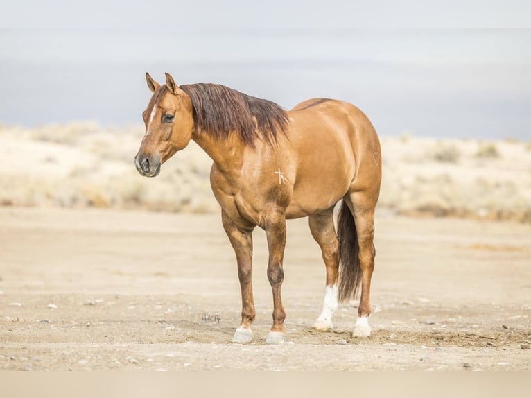 American Quarter Horse Gelding 8 years 14.3 hh Dun in Wickenburg