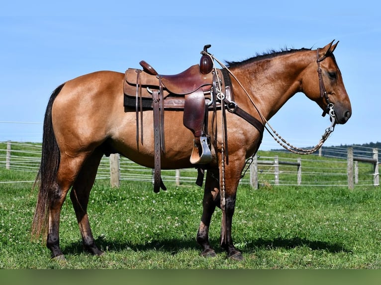American Quarter Horse Gelding 8 years 14,3 hh Dun in Rebersburg, PA