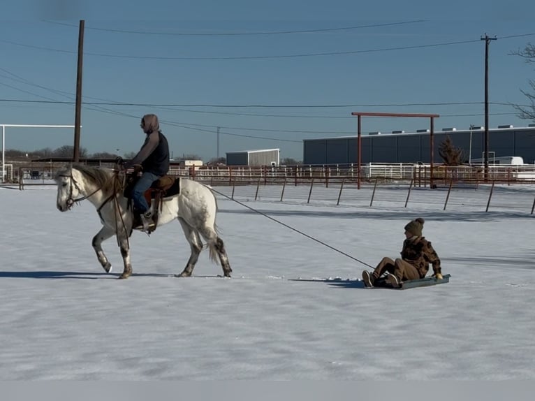 American Quarter Horse Gelding 8 years 14,3 hh Gray-Dapple in Ponder, TX