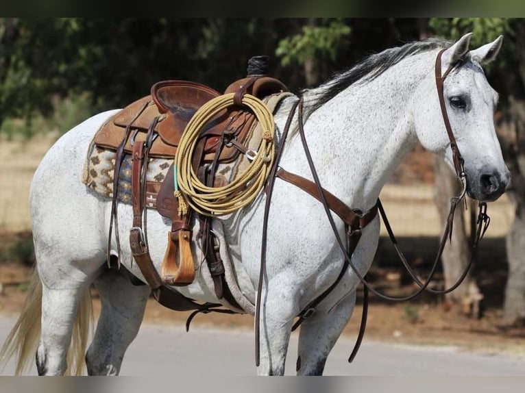 American Quarter Horse Gelding 8 years 14,3 hh Gray in Joshua, TX