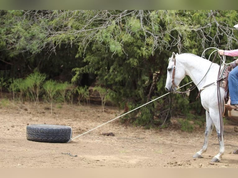 American Quarter Horse Gelding 8 years 14,3 hh Gray in Joshua, TX