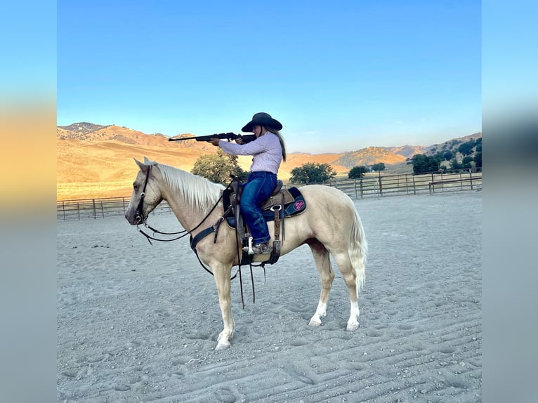 American Quarter Horse Gelding 8 years 14,3 hh Palomino in Paso Robles CA