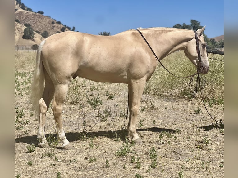 American Quarter Horse Gelding 8 years 14,3 hh Palomino in Paso Robles CA