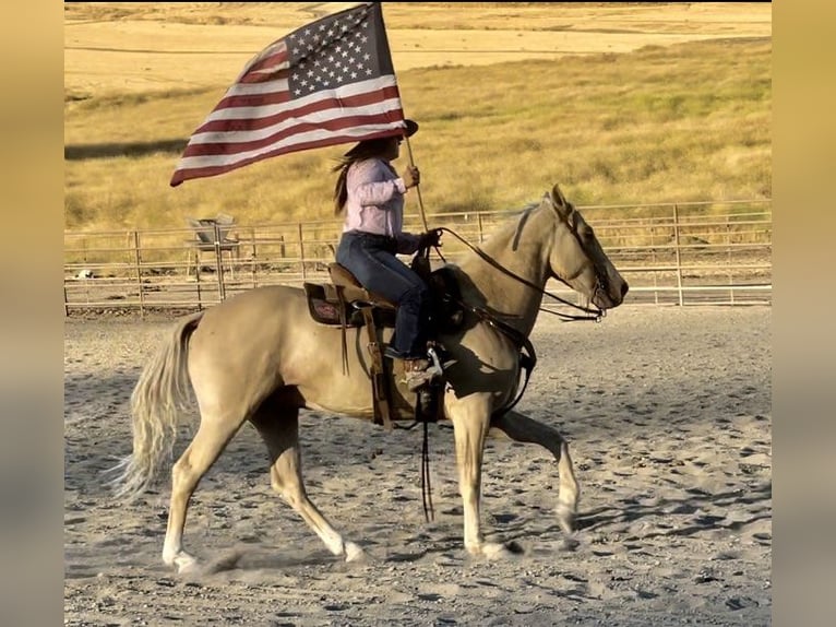 American Quarter Horse Gelding 8 years 14,3 hh Palomino in Paso Robles CA