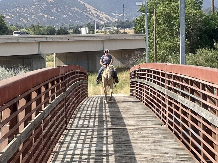 American Quarter Horse Gelding 8 years 14,3 hh Palomino in Paso Robles CA