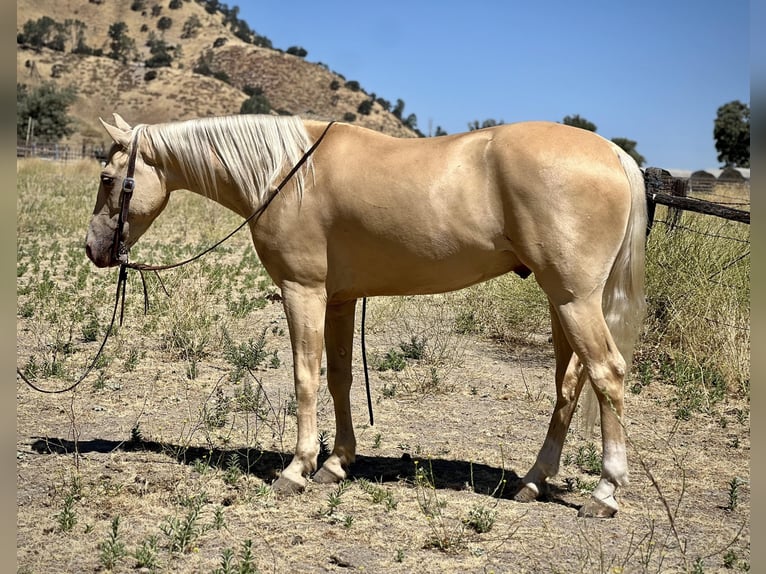 American Quarter Horse Gelding 8 years 14,3 hh Palomino in Paso Robles CA