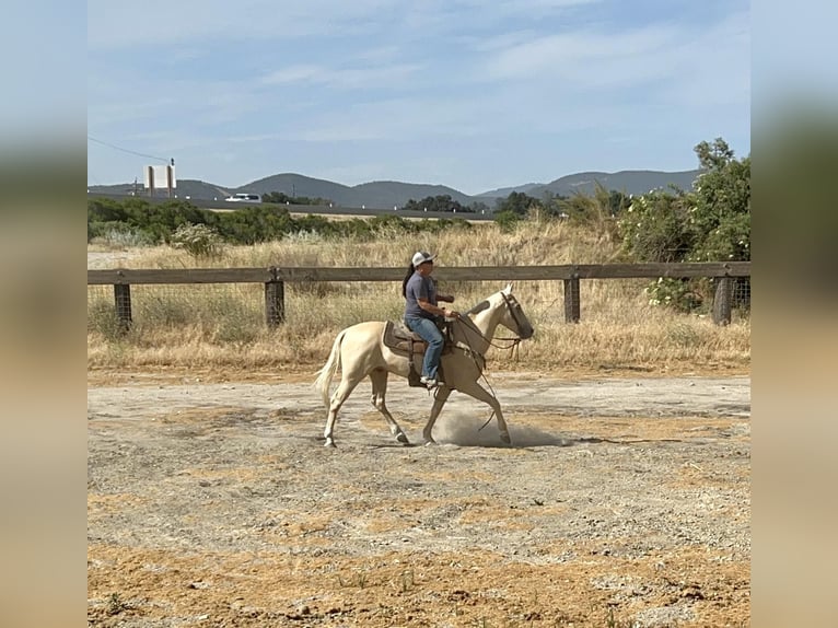 American Quarter Horse Gelding 8 years 14,3 hh Palomino in Paso Robles CA