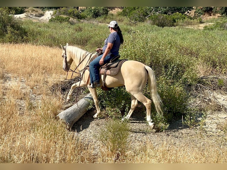 American Quarter Horse Gelding 8 years 14,3 hh Palomino in Paso Robles CA