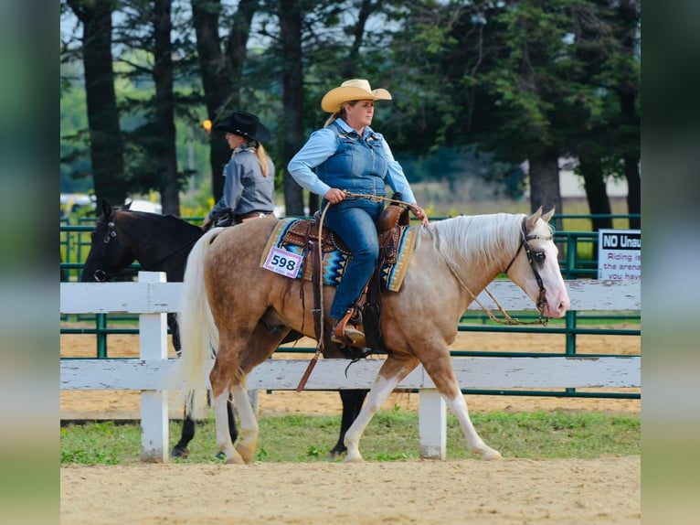 American Quarter Horse Gelding 8 years 14,3 hh Palomino in Sheffield