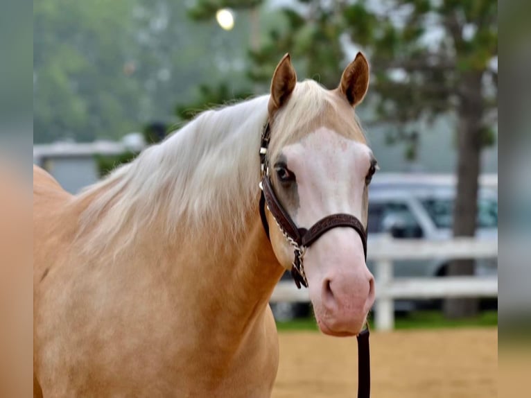 American Quarter Horse Gelding 8 years 14,3 hh Palomino in Sheffield