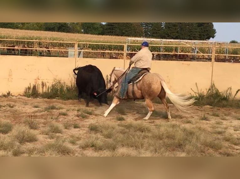 American Quarter Horse Gelding 8 years 14,3 hh Palomino in Sheffield