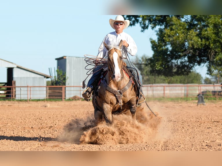 American Quarter Horse Gelding 8 years 14,3 hh Palomino in Weatherford, TX