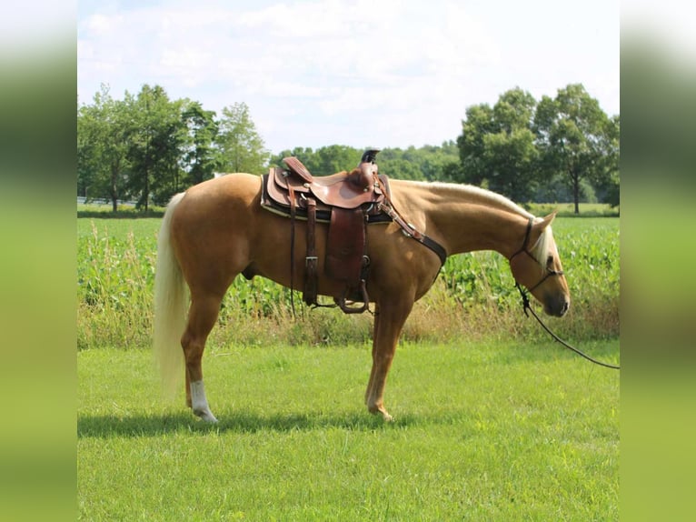 American Quarter Horse Gelding 8 years 14,3 hh Palomino in Winchester, OH