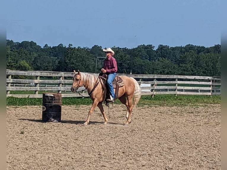 American Quarter Horse Gelding 8 years 14,3 hh Palomino in Winchester, OH