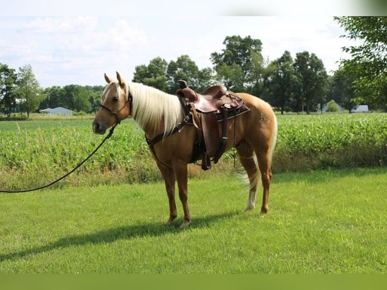 American Quarter Horse Gelding 8 years 14,3 hh Palomino in Winchester, OH