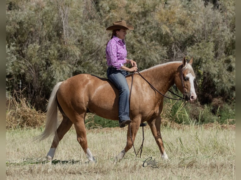 American Quarter Horse Gelding 8 years 14,3 hh Palomino in Belen, NM