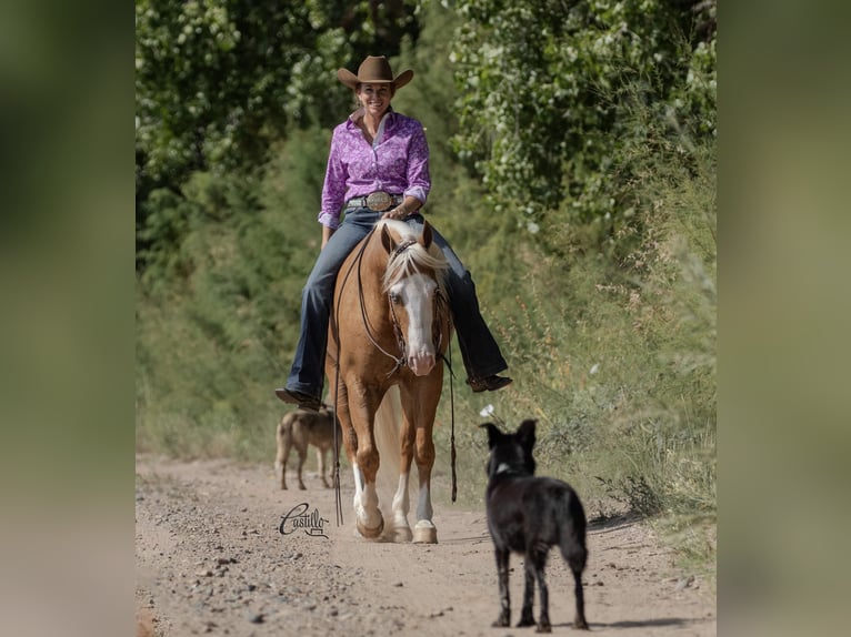 American Quarter Horse Gelding 8 years 14,3 hh Palomino in Belen, NM