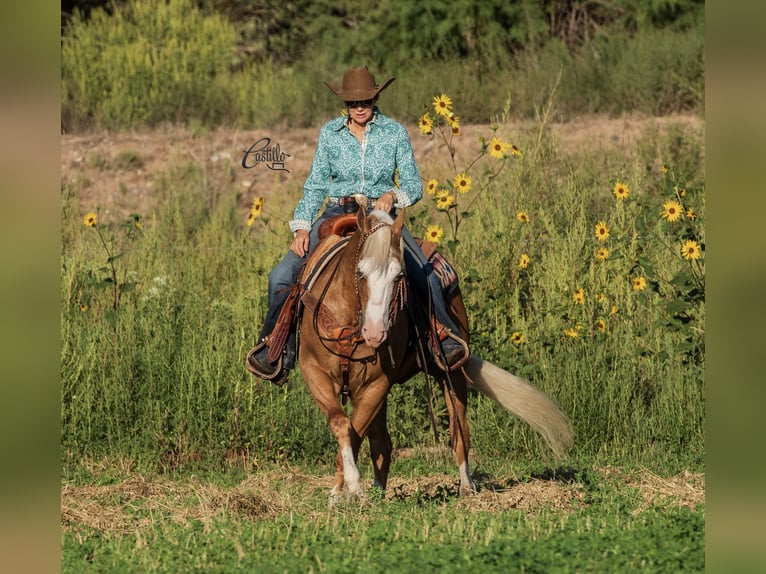 American Quarter Horse Gelding 8 years 14,3 hh Palomino in Belen, NM