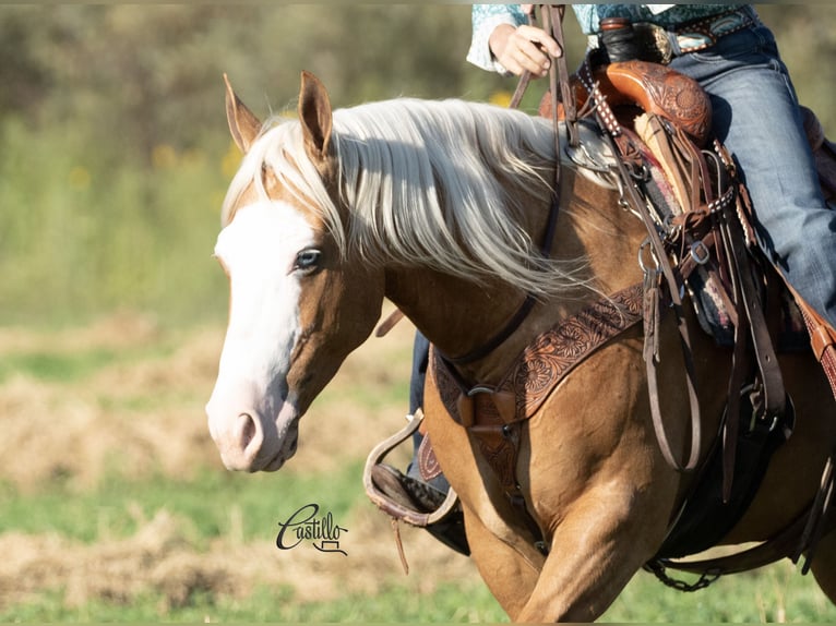 American Quarter Horse Gelding 8 years 14,3 hh Palomino in Belen, NM