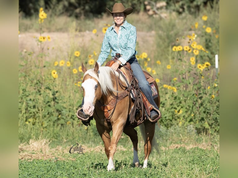 American Quarter Horse Gelding 8 years 14,3 hh Palomino in Belen, NM