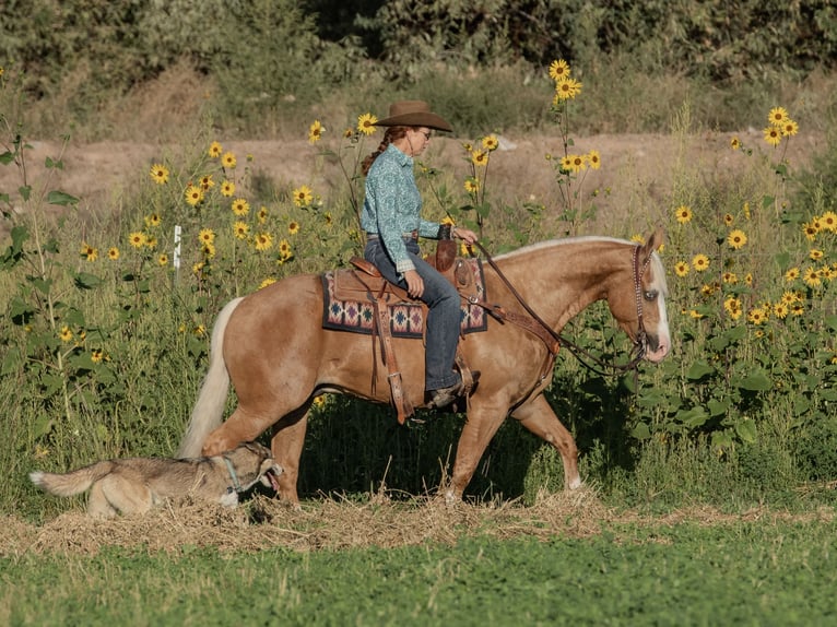 American Quarter Horse Gelding 8 years 14,3 hh Palomino in Belen, NM