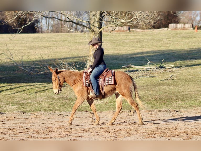 American Quarter Horse Gelding 8 years 14,3 hh Palomino in Brooksville KY