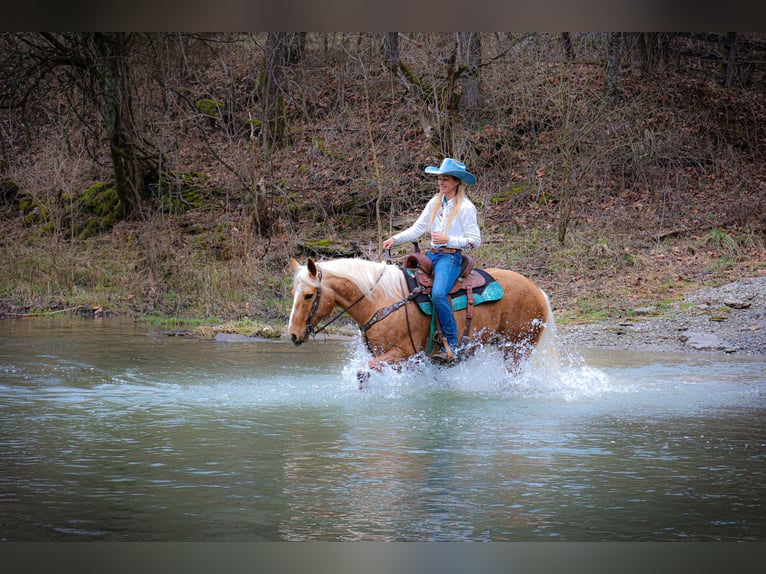 American Quarter Horse Gelding 8 years 14,3 hh Palomino in Flemingsburg Ky