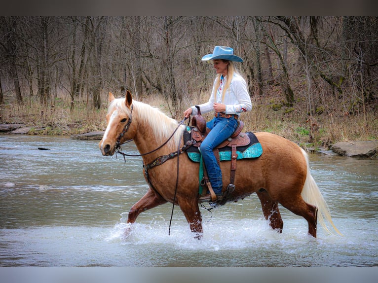 American Quarter Horse Gelding 8 years 14,3 hh Palomino in Flemingsburg Ky