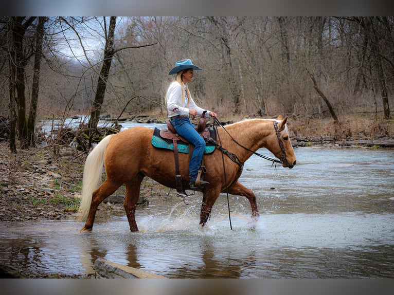 American Quarter Horse Gelding 8 years 14,3 hh Palomino in Flemingsburg Ky