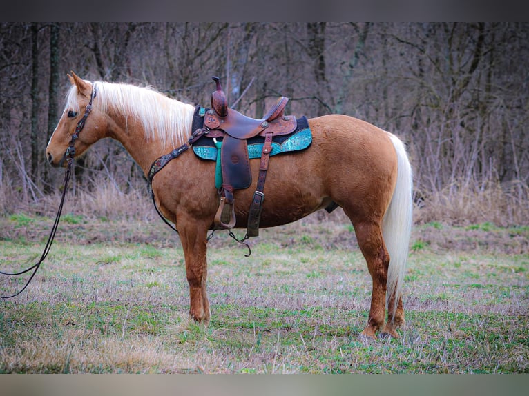 American Quarter Horse Gelding 8 years 14,3 hh Palomino in Flemingsburg Ky