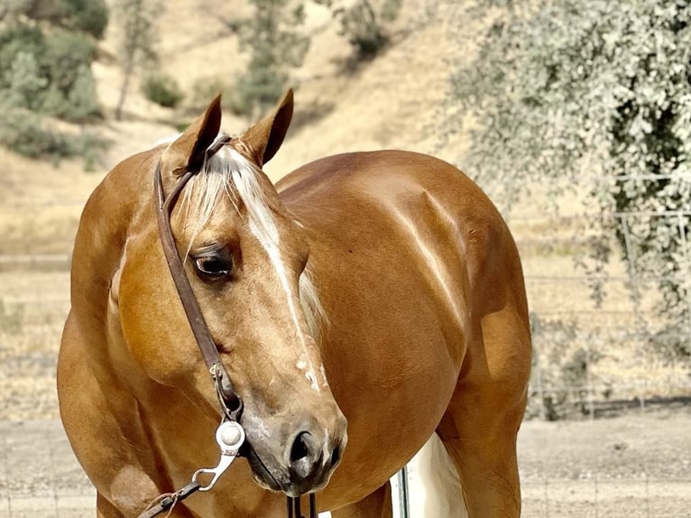 American Quarter Horse Gelding 8 years 14,3 hh Palomino in Paicines CA