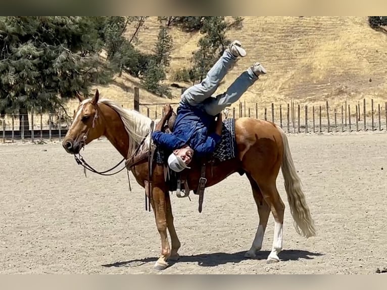 American Quarter Horse Gelding 8 years 14,3 hh Palomino in Paicines CA