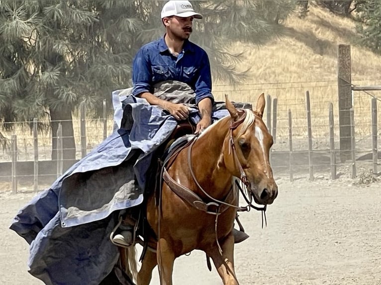 American Quarter Horse Gelding 8 years 14,3 hh Palomino in Paicines CA