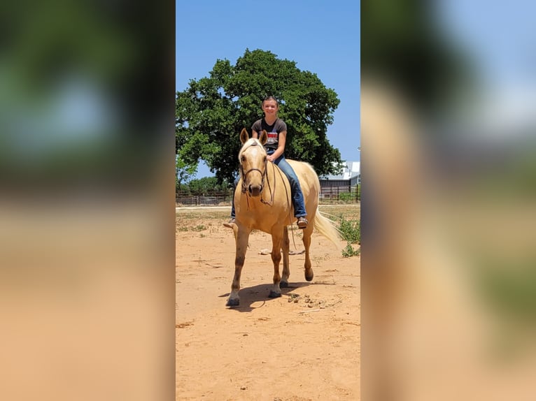 American Quarter Horse Gelding 8 years 14,3 hh Palomino in Rising Star TX
