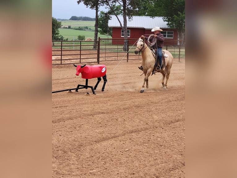 American Quarter Horse Gelding 8 years 14,3 hh Palomino in Rising Star TX
