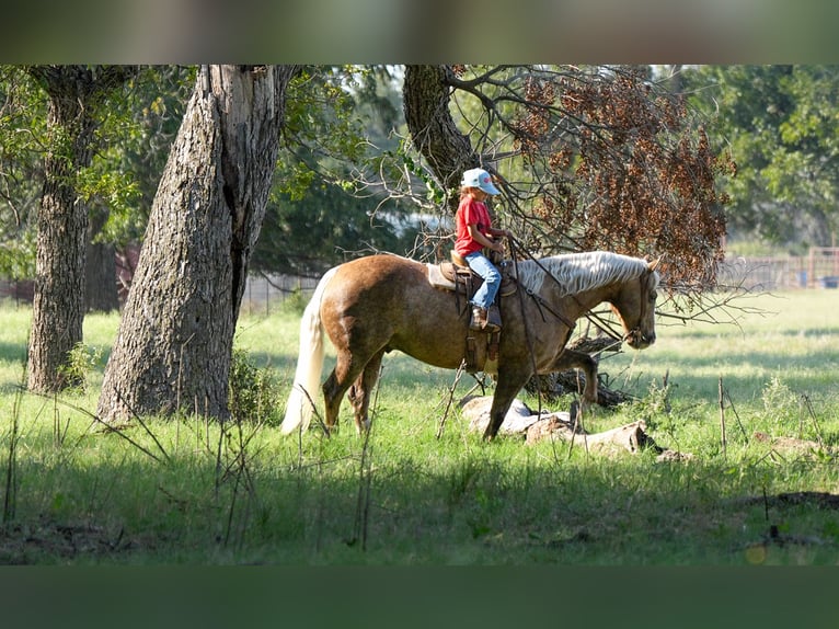 American Quarter Horse Gelding 8 years 14,3 hh Palomino in Weatherford, TX