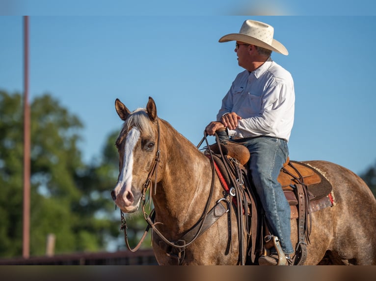 American Quarter Horse Gelding 8 years 14,3 hh Palomino in Weatherford, TX