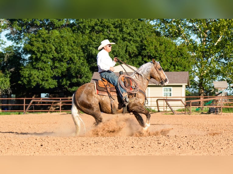 American Quarter Horse Gelding 8 years 14,3 hh Palomino in Weatherford, TX