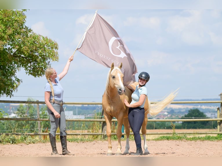 American Quarter Horse Gelding 8 years 14.3 hh Palomino in Bad Wimpfen
