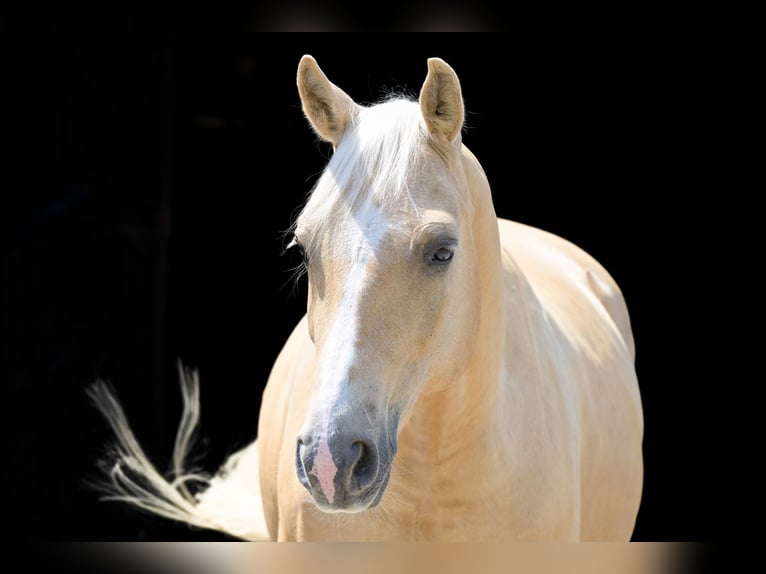 American Quarter Horse Gelding 8 years 14.3 hh Palomino in Bad Wimpfen