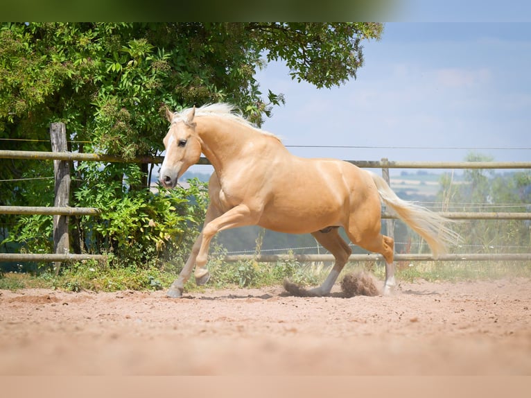 American Quarter Horse Gelding 8 years 14.3 hh Palomino in Bad Wimpfen