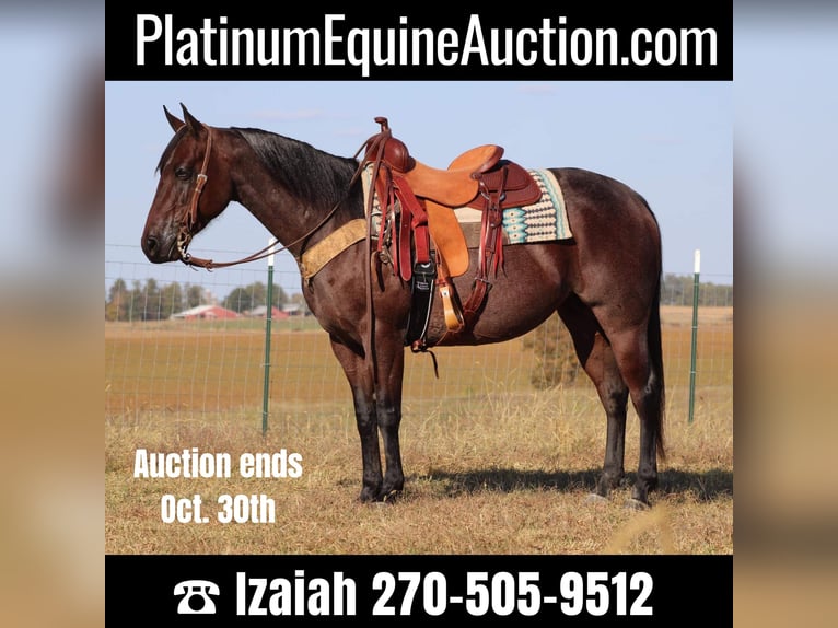 American Quarter Horse Gelding 8 years 14,3 hh Roan-Bay in Sonora, KY
