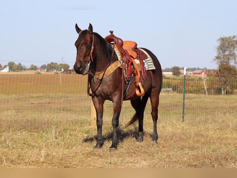 American Quarter Horse Gelding 8 years 14,3 hh Roan-Bay in Sonora, KY